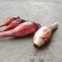 Cipolla Rossa Lunga Di Firenze (Allium cepa) biologica semi