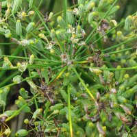 Finocchio dolce Dulce (Foeniculum vulgare) biologico semi