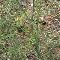 Finocchio dolce Dulce (Foeniculum vulgare) biologico semi