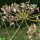 Finocchio dolce Dulce (Foeniculum vulgare) biologico semi
