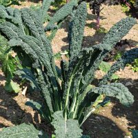 Cavolo nero di Toscana (Brassica oleracea var....