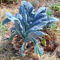 Cavolo nero di Toscana (Brassica oleracea var. palmifolia) biologico semi