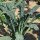 Cavolo nero di Toscana (Brassica oleracea var. palmifolia) biologico semi