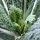 Cavolo nero di Toscana (Brassica oleracea var. palmifolia) biologico