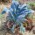 Cavolo nero di Toscana (Brassica oleracea var. palmifolia) biologico