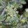 Prezzemolo liscio (Petroselinum crispum var. neapolitanum) biologico