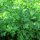 Prezzemolo liscio (Petroselinum crispum var. neapolitanum) biologico