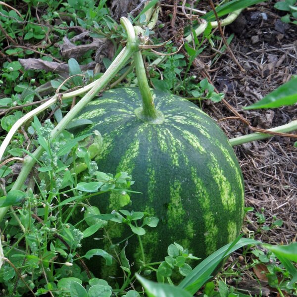 Anguria Crimson Sweet (Citrullus lanatus) biologico semi