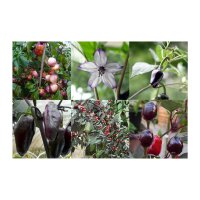 Peperoncini viola e neri - set di semi