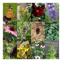 Giardino delle farfalle - set di semi