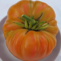 Pomodoro Old German (Solanum lycopersicum) semi