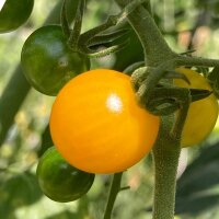 Pomodoro ribes giallo (Solanum pimpinellifolium)