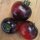Pomodoro Indigo Rose (Solanum lycopersicum) semi