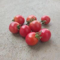 Pomodoro Gartenperle (Solanum lycopersicum) semi
