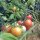 Pomodoro Gartenperle (Solanum lycopersicum) semi