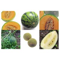 Meloni resistenti - set di semi