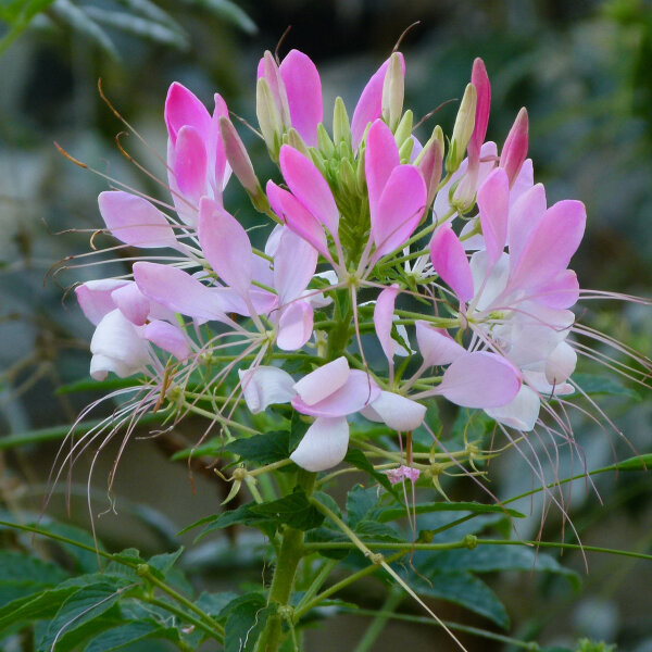 Fiore ragno rosa (Cleome spinosa) biologica semi