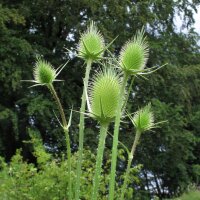 Scardaccione selvatico (Dipsacus fullonum) biologico semi