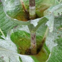 Scardaccione selvatico (Dipsacus fullonum) biologico semi
