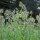 Scardaccione selvatico (Dipsacus fullonum) biologico semi