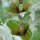 Scardaccione selvatico (Dipsacus fullonum) biologico