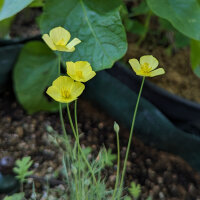 Papavero della California giallo (Eschscholzia caespitosa) biologico semi