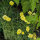 Papavero della California giallo (Eschscholzia caespitosa) biologico semi