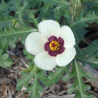 Ibisco vescicoso (Hibiscus trionum) biologico semi