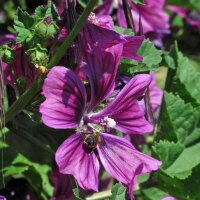 French Hollyhock / Tree Mallow (Malva sylvestris...