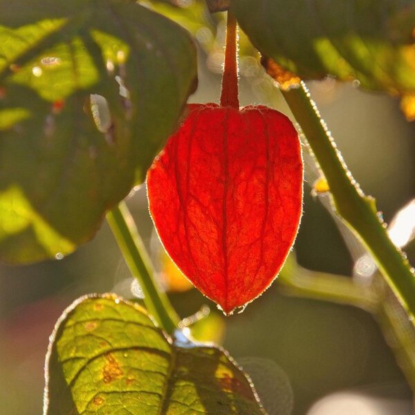 Alchechengi / Lanterna cinese (Physalis alkekengi) bio