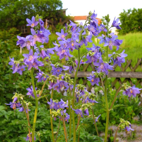 Scala di Giacobbe (Polemonium caerulum) biologico semi