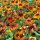 Rudbeckia hirta Chocolate Orange (Rudbeckia hirta) semi biologici