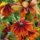 Rudbeckia hirta Chocolate Orange (Rudbeckia hirta) semi biologici