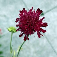 Vedovella selvatica (Scabiosa atropurpurea) biologica semi