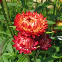 Elicriso lucido / Fiore di carta (Xerochrysum bracteatum) biologico semi