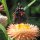 Elicriso lucido / Fiore di carta (Xerochrysum bracteatum) biologico semi