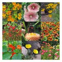 Fiori colorati amici degli insetti (biologico) - Set regalo di semi