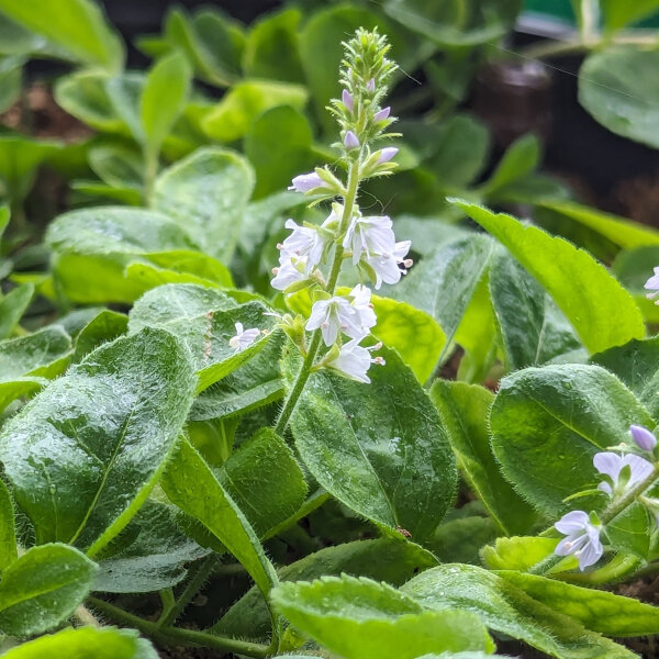 Thè svizzero / occhi della Madonna (Veronica officinalis) organico semi