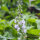 Thè svizzero / occhi della Madonna (Veronica officinalis) organico semi