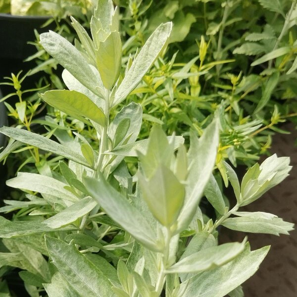 Artemisia della Louisiana (Artemisia ludoviciana) semi