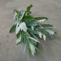 Artemisia della Louisiana (Artemisia ludoviciana) semi
