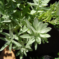 Artemisia della Louisiana (Artemisia ludoviciana) semi
