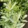 Artemisia della Louisiana (Artemisia ludoviciana) semi