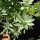 Artemisia della Louisiana (Artemisia ludoviciana) semi