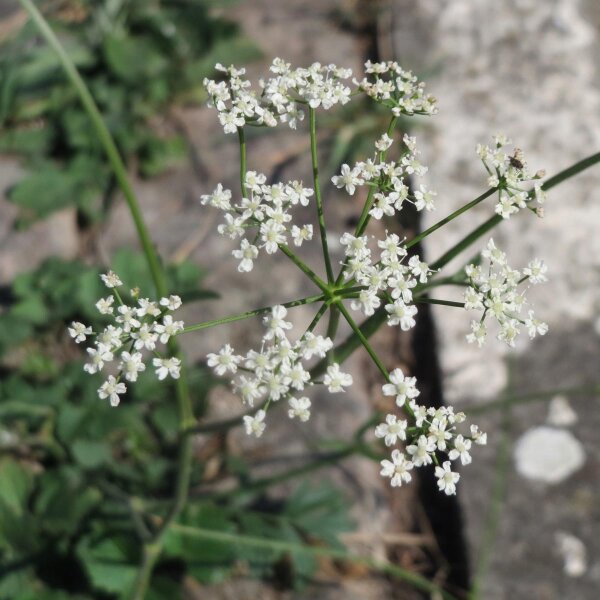 Tragoselino comune (Pimpinella saxifraga) biologico semi