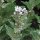 Altea comune (Althaea officinalis) Biologico