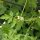 Cardiospermo (Cardiospermum halicacabum) biologico semi