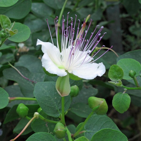 Cappero (Capparis spinosa) semi