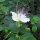 Cappero (Capparis spinosa) semi