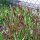 Peonia selvatica (Paeonia officinalis ssp. banatica) biologico semi